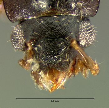 Media type: image;   Entomology 6544 Aspect: head dorsal view